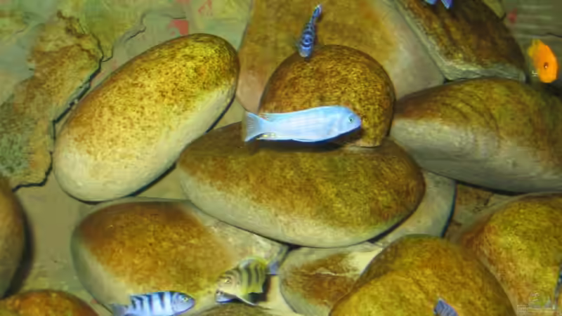 Zebra Männchen von Pille (14)