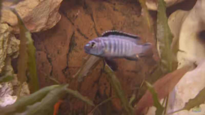 zebra männel von breakfastklubber (20)