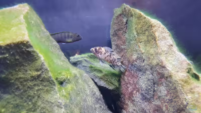 Zebra OB-Weibchen von Ebi (6)