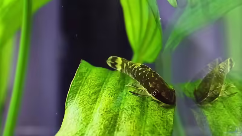 Zebra Ohrgitter-Harnischwels / Otocinclus cocama von Dirk F. (21)