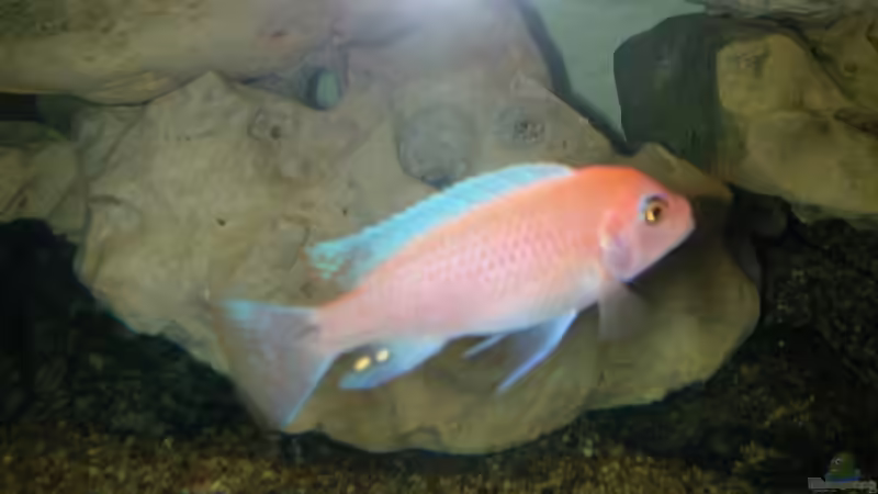 Zebra Orange  von Michael Weber (8)