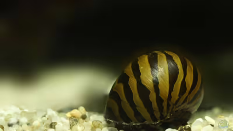 Zebra Rennebschnecke von boffix (39)