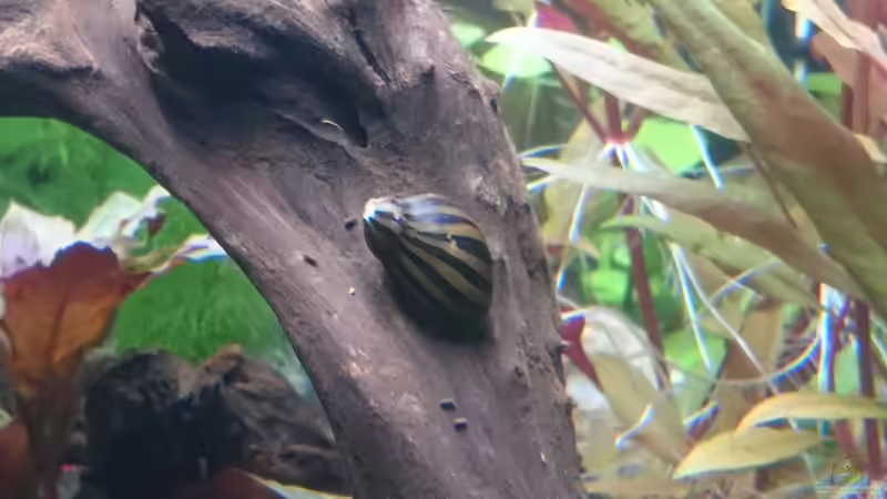Zebra Rennschnecke - Vittina coromandeliana von kNaLLeR (13)