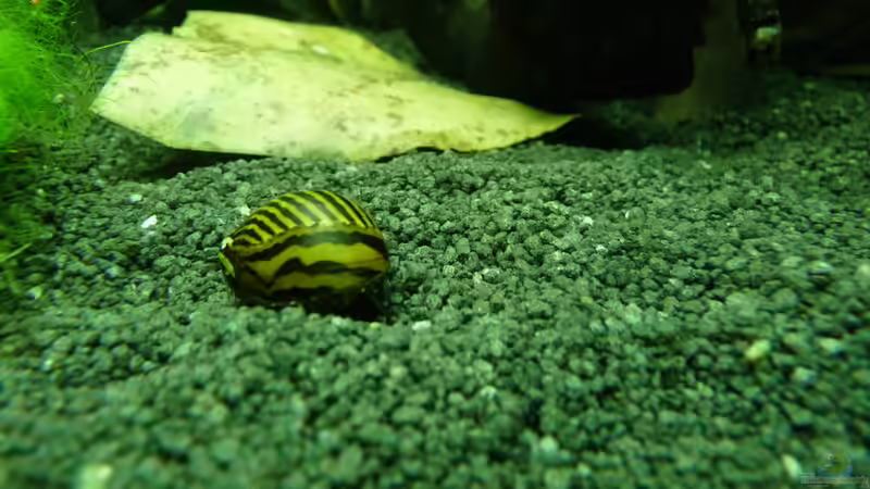 Zebra Rennschnecke - Vittina coromandeliana von Steffen S. (25)