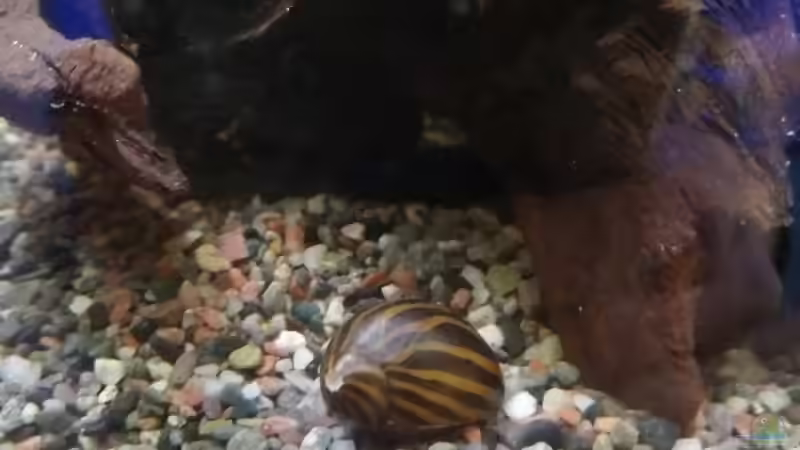 Zebra-Rennschnecke, Neritina turrita von Vera_K. . (13)