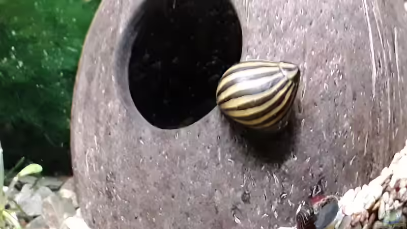 Zebra Rennschnecke  von Bessey (27)