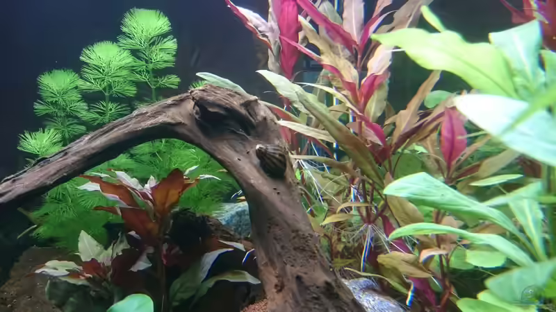 Zebra Rennschnecke  von kNaLLeR (14)