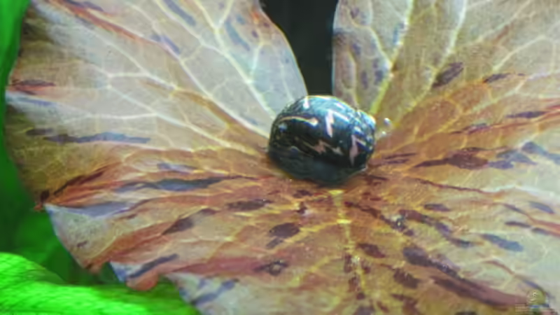 Zebra-Rennschnecke auf rotem Tigerlotusblatt von Opodeldok (50)