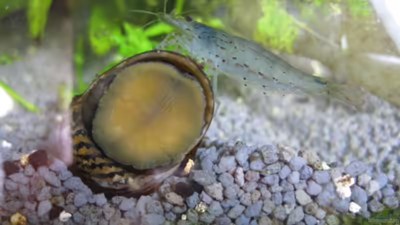 Zebra-rennschnecke beim Schlafen + Amano-Garn. von Ralf Braun (9)
