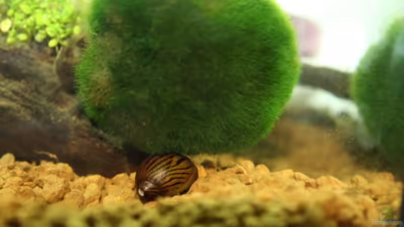Einrichtungsbeispiele für Aquarien mit Zebra Rennschnecken (Neritina natalensis)