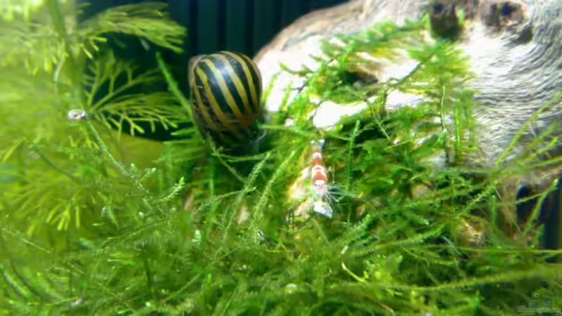 Zebra Rennschnecke und Cristal Red Garnele von Thomas Höppner (9)