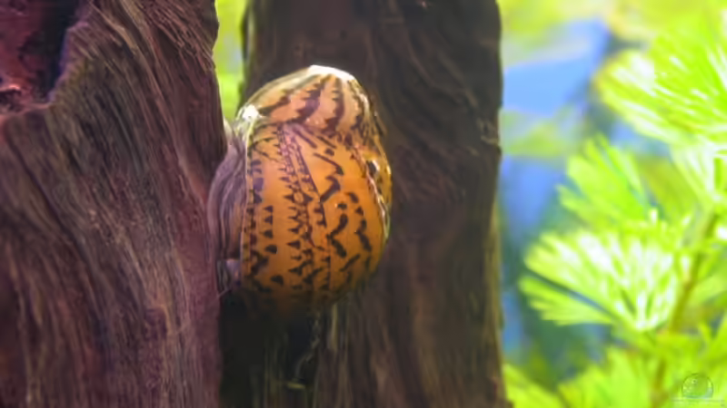 Zebra-Rennschnecke von der anderen Seite von Susanne Schmohl (39)