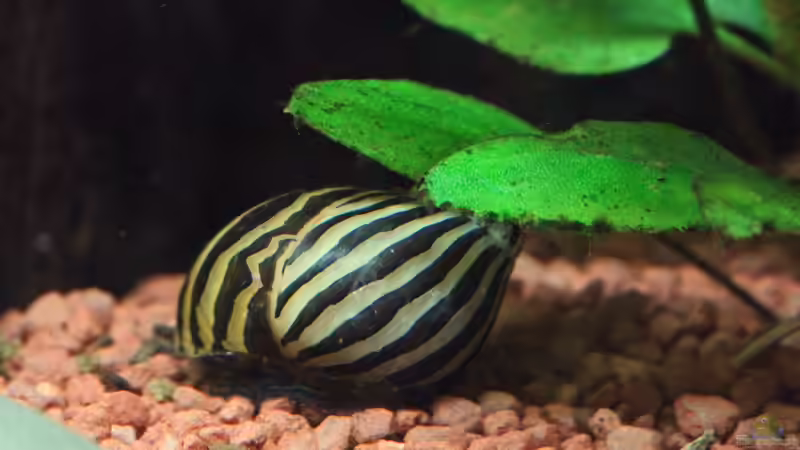 Zebra Rennschnecke von Dirk F. (54)