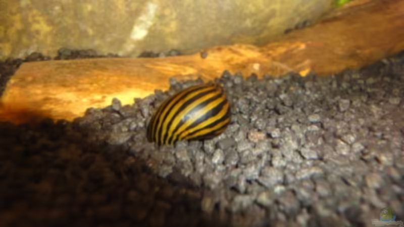 Zebra-Rennschnecke von Heiko Stracke (57)