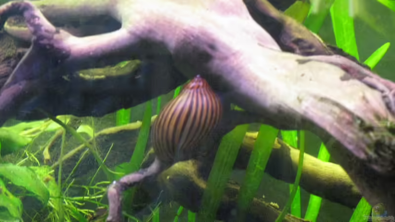 Zebra Rennschnecke von Jemafa (58)