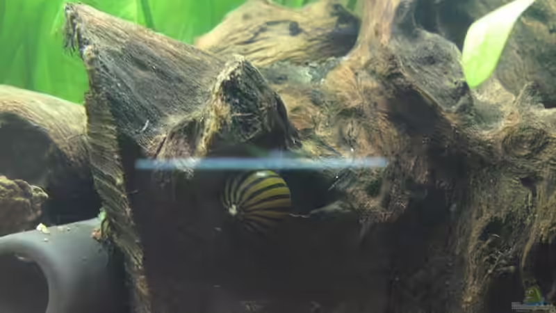 Zebra Rennschnecke von Patrick Adler (13)