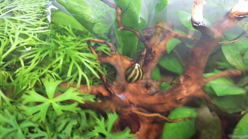 Zebra-Rennschnecke von Solvin (35)