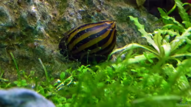 Einrichtungsbeispiele für Aquarien mit Zebra Rennschnecken (Neritina natalensis)