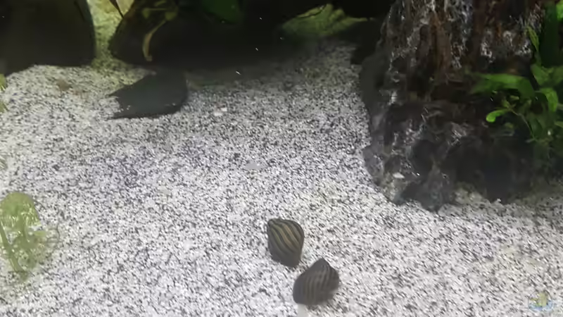 zebra rennschnecken 2 Stück  von Aquarius1988 (53)