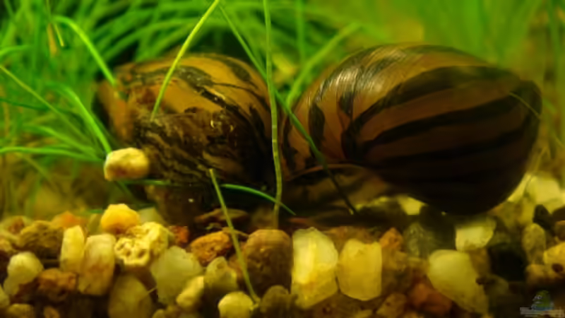 Zebra Rennschnecken von Freibel (29)