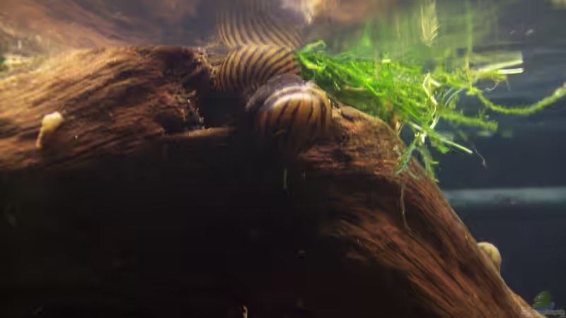 Zebra Rennschnecken von Lotte und Hendo (48)