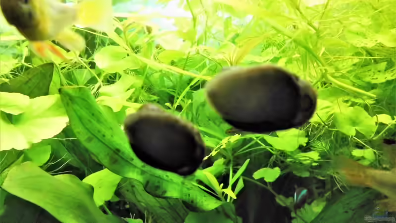 Zebra-Rennschnecken von odin 68 (186)