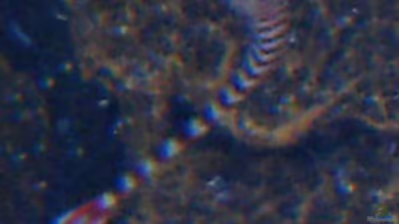 Zebra-Seenadel von Putorius Furo (17)