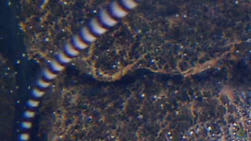 Zebra-Seenadel von Putorius Furo (18)