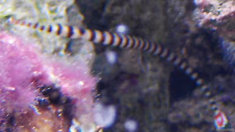 Zebra-Seenadel von Putorius Furo (19)