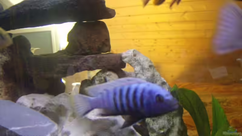 zebra von Julchen1985 (9)