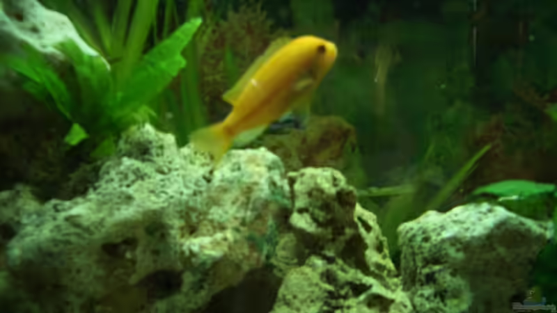 Zebra Weibchen von Adrian Möker (16)