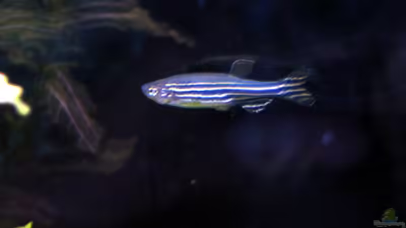 Zebrabärbling am 22.06.08 von katharina (13)