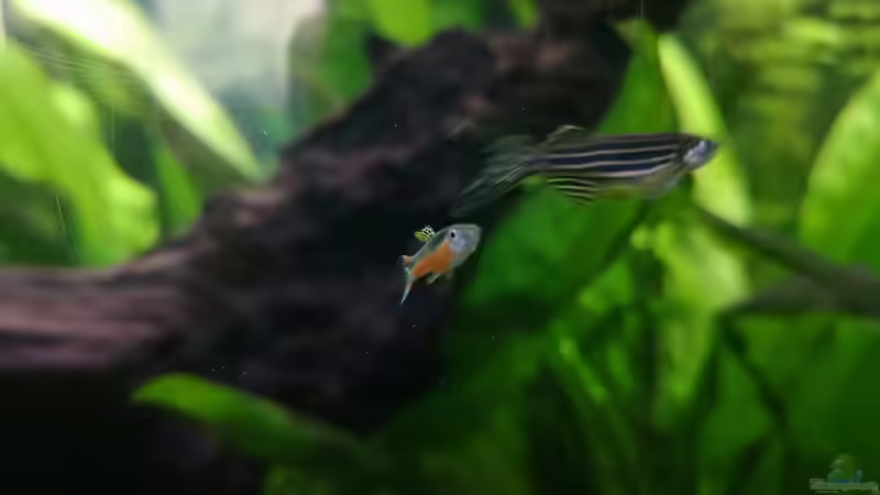 Zebrabärbling und ´Santa Maria bleeding heart´ von Sven2501 (56)