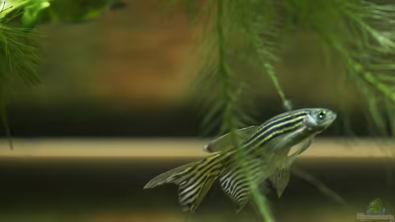 Zebrabärbling von Flea78 (16)