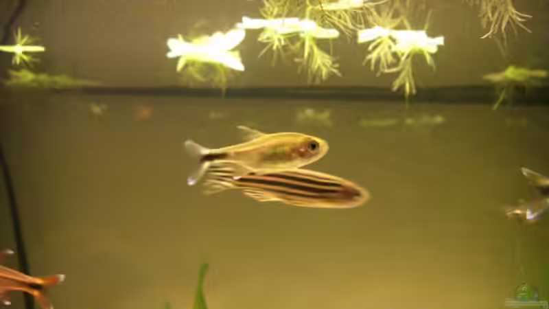 Zebrabärblinge von Büdi II (24)