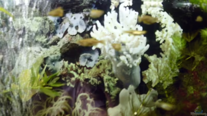 Zebrabärblinge von Marc Holthausen (5)