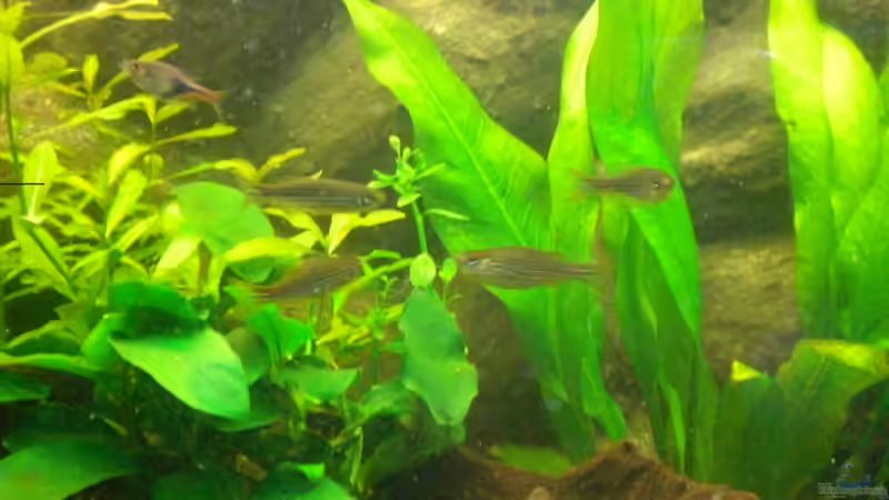 Zebrabarbling mit Keilfeckbarbling von ptobias (9)