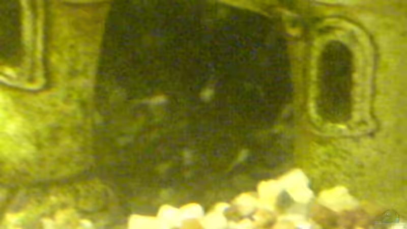 Zebrabundbarsch-junge sind Leider nicht mehr :-(!! von Lars Re. (8)