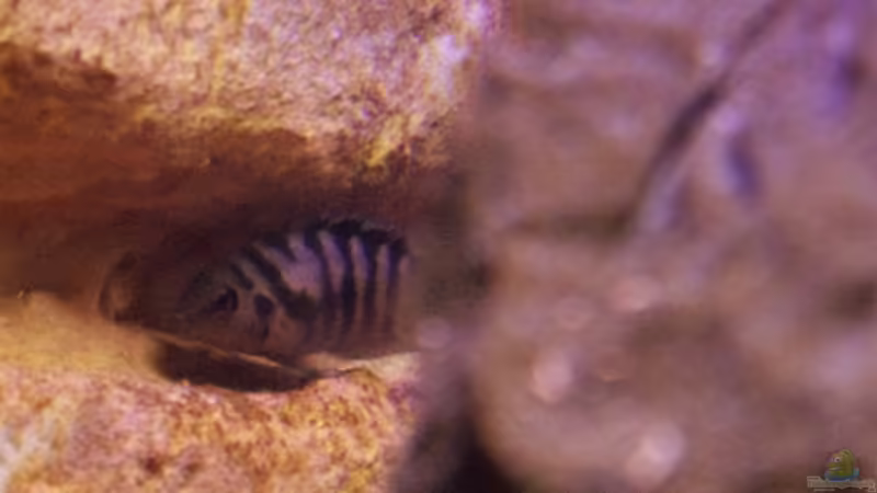 Einrichtungsbeispiele für Aquarien mit Zebrabuntbarschen (Cryptoheros nigrofasciatus)
