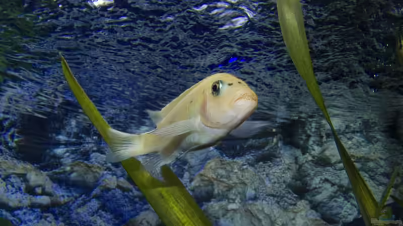 Zebradame (WF) von Jo (23)