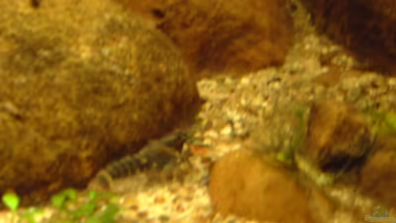 Zebrakrebs von Sebastian.. (21)