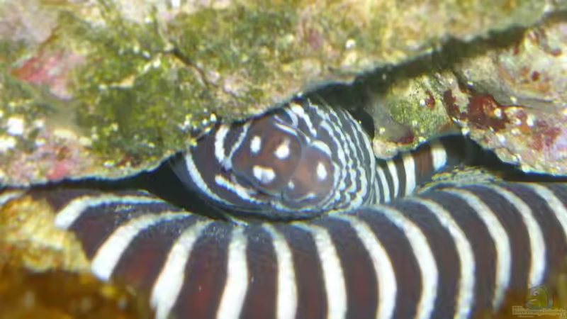 Muränen im Aquarium halten (Einrichtungsbeispiele mit Muränen)