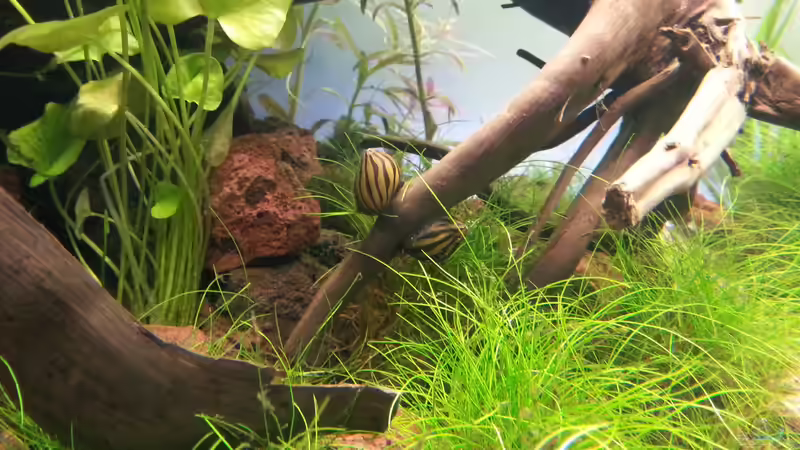 Zebranapfschnecken von GIDDI (21)