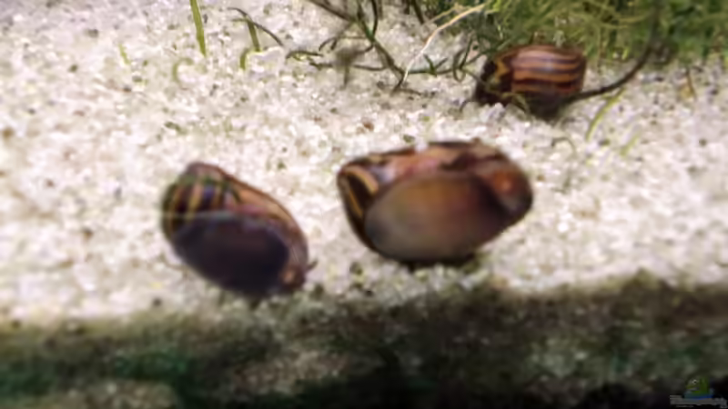 Zebranapfschnecken von schecki (14)