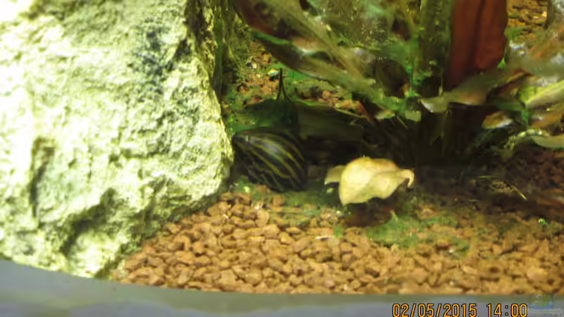 Zebrarennscheggsche von Christian Grunwald (32)