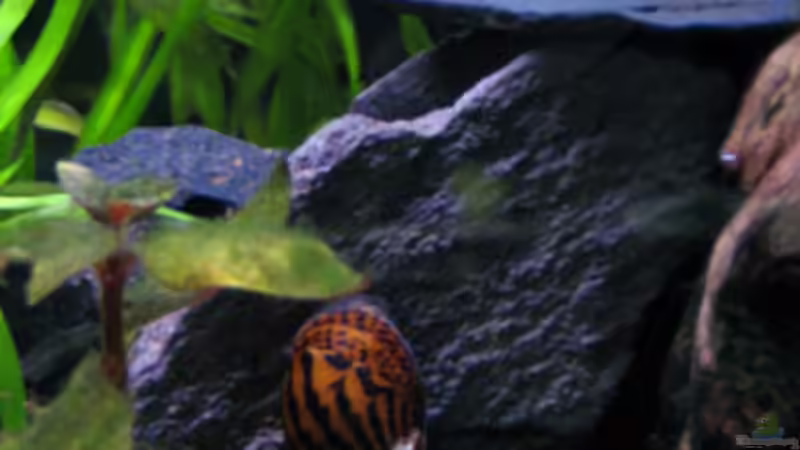 Zebrarennschnecke am 22.06.08 von katharina (14)