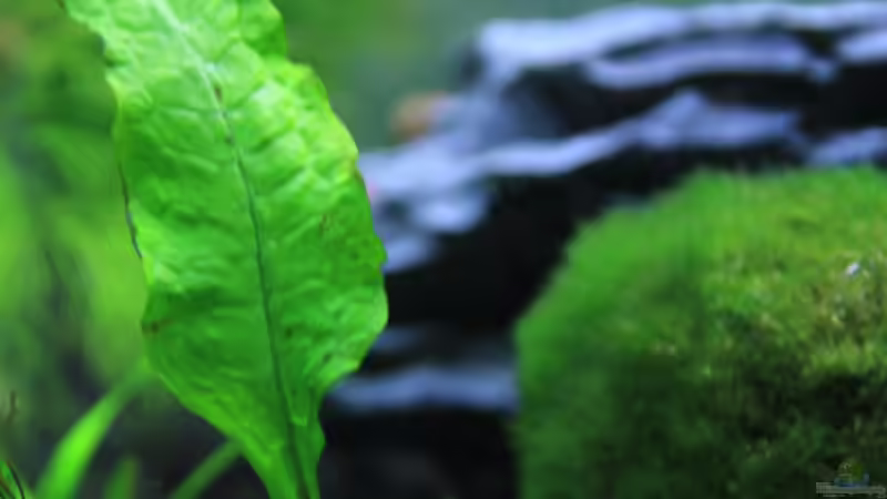 Zebrarennschnecke in wunderschöner Umgebung von Sebastian Wolff (6)