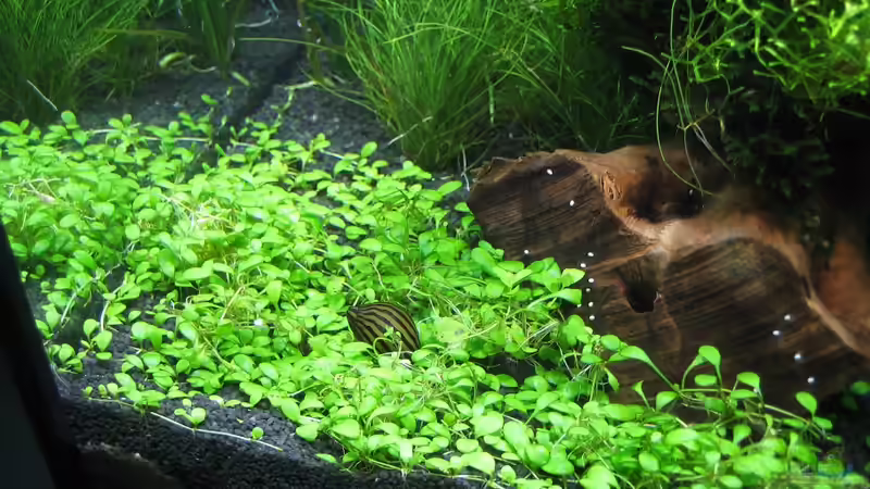 Zebrarennschnecke von AquaTropica CGN (17)
