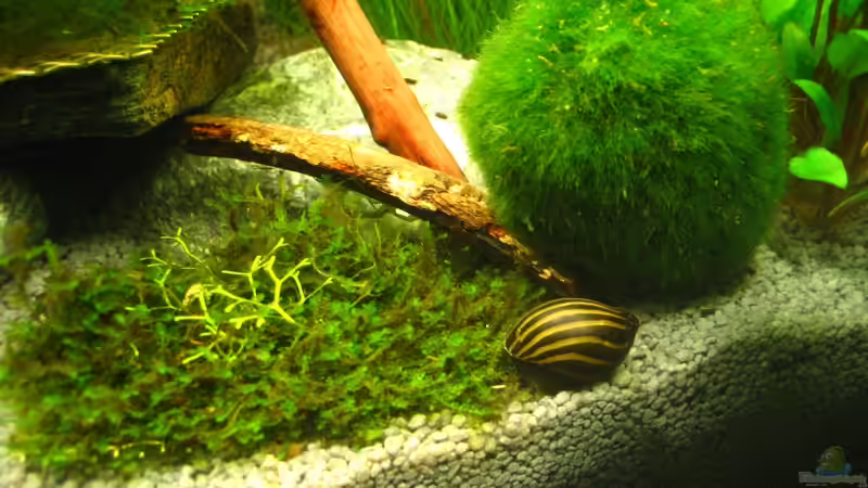 Zebrarennschnecke von AquaTropica CGN (26)