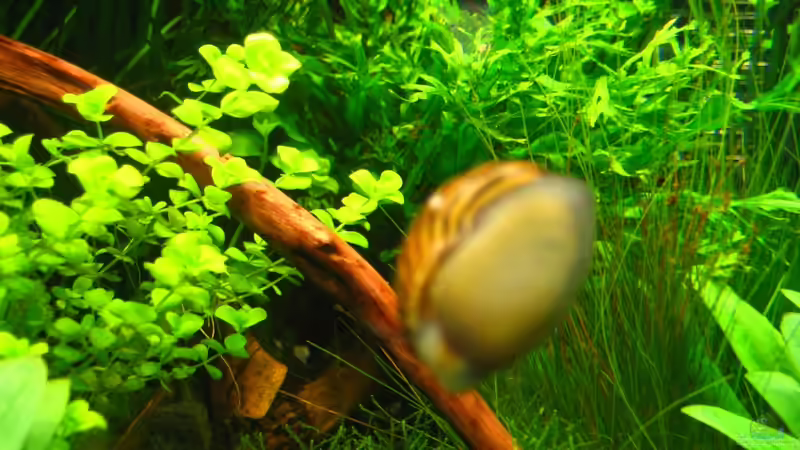 Zebrarennschnecke von AquaTropica CGN (27)